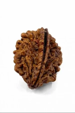 2 Mukhi Rudraksha