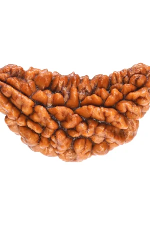 1 Mukhi Rudraksha (Nepal Origin)